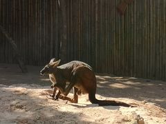 -深圳野生动物园