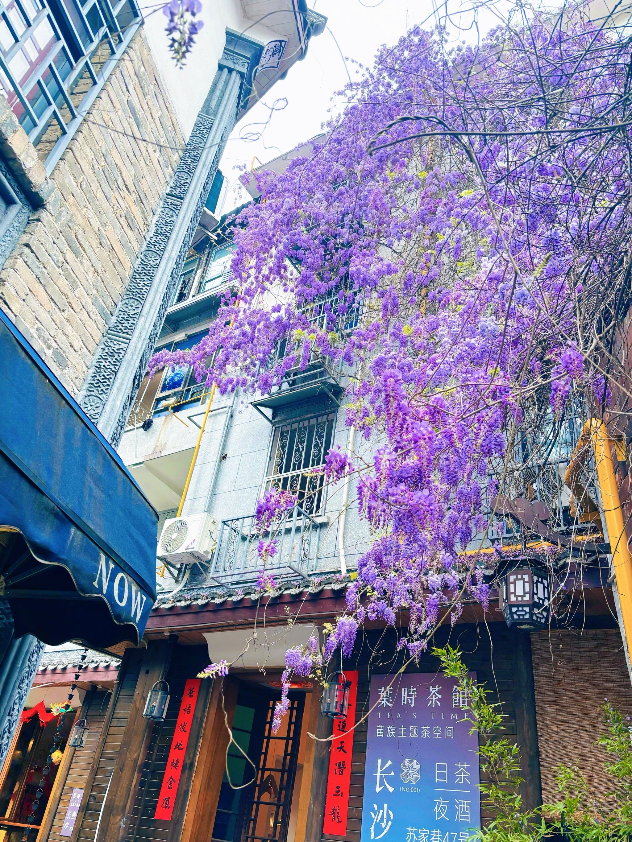 淡紫色的瀑布
也太美了吧[爱心]
每个路过的游客都拿起相机91或