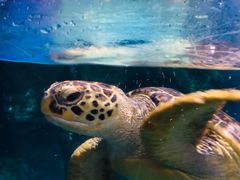 -烟台海昌鲸鲨海洋公园