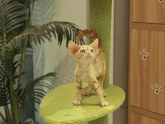 -猫十亿·布偶金渐层·曼基康矮脚猫舍(青年路店)