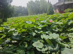 -莲池书院博物馆