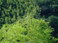 -藏龙百瀑风景区