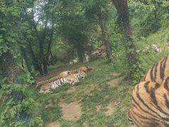 -栾川竹海野生动物园