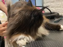 -十年猫舍·猫咪专门店(普陀店)