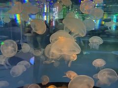 -石家庄海洋公园