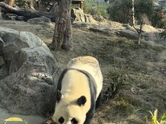 -武汉动物园