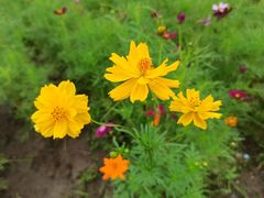 -大宁郁金香公园-停车场