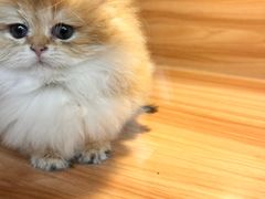 -猫十亿·布偶金渐层·曼基康矮脚猫舍(青年路店)