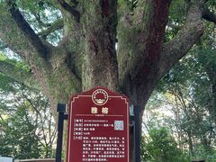 -神光山国家森林公园