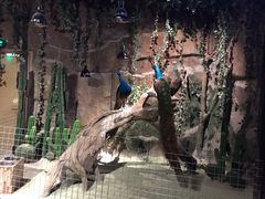 -zoonana室内动物园(东方福来德店)