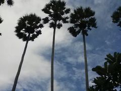 -芭提雅Amporn Seafood自助餐厅