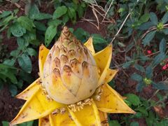 -中国科学院西双版纳热带植物园