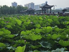 -莲花池公园