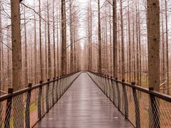 -黄海国家森林公园