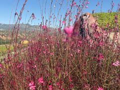 -桑干河大峡谷旅游区
