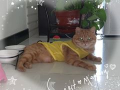 -康乐宝动物医院