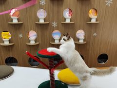 -COLOR PETS 撸猫馆·购猫·猫咖(长风大悦城店)