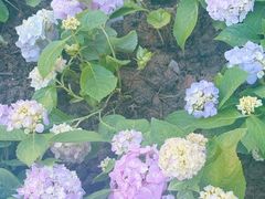 -庐山风景区花径公园
