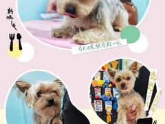 -宠匠·爱宠堡 PET CASTLE