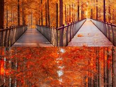 -黄海国家森林公园