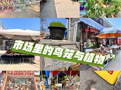 -中环花鸟鱼虫市场