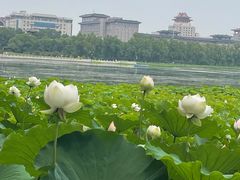 -莲花池公园