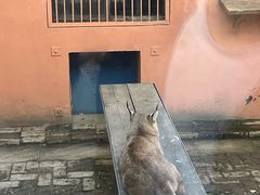 -青藏高原野生动物园