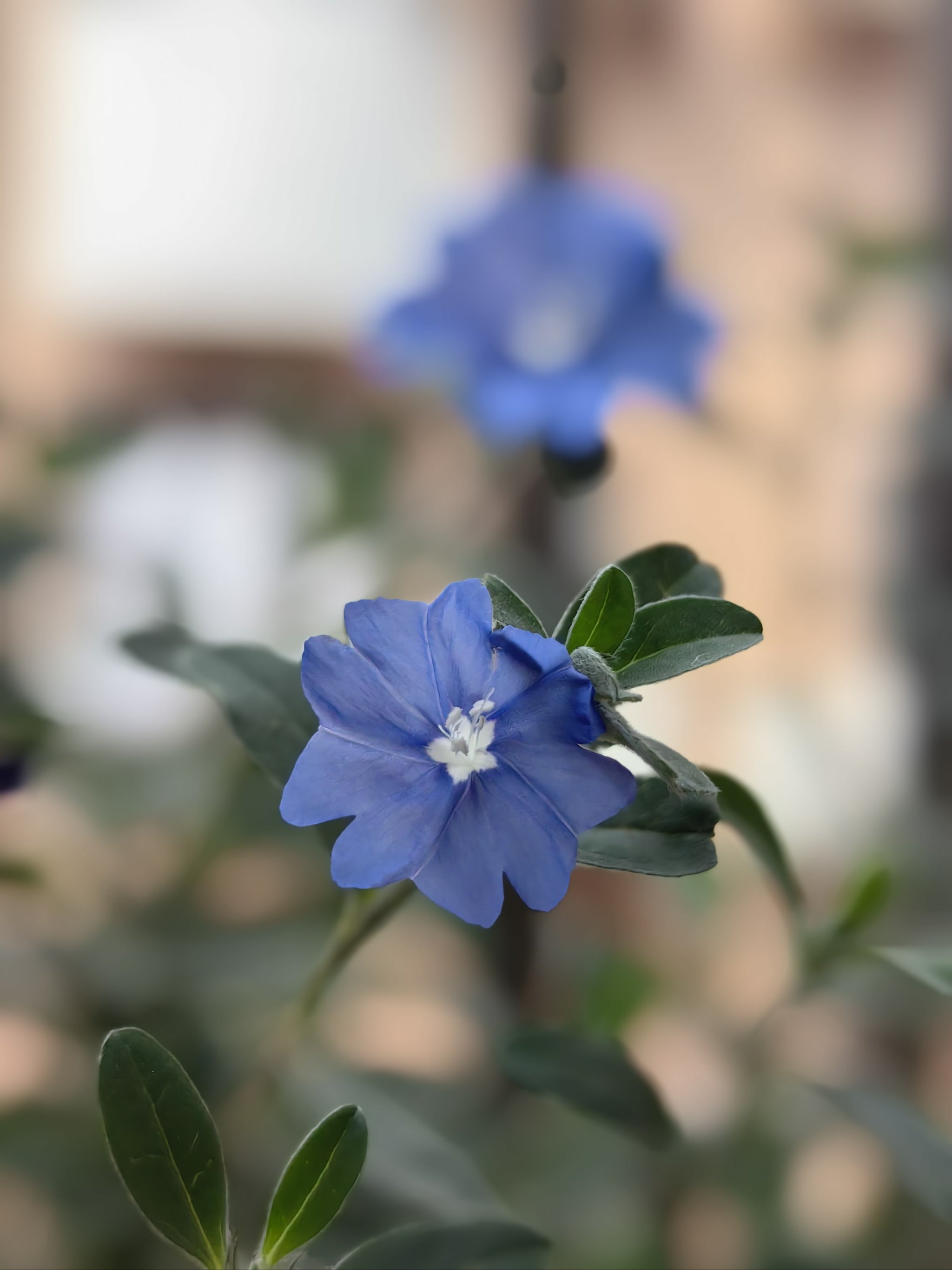 蓝星花唯美图片