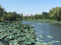-新江湾城公园