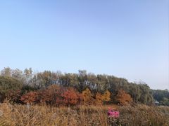 -大兴滨河森林公园