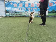 -宠物寄养训练学校