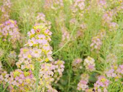 -中国天府农业博览园