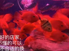 -益财水族馆