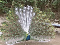 -南沙水鸟世界生态园