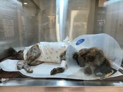 -萌兽医馆·犬猫专科·眼科中心·宠物医院(朝阳门分院)