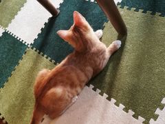 -猫猫幼稚园·撸猫·桌游·电玩
