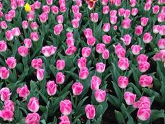 iphone_upload_pic-上海鲜花港