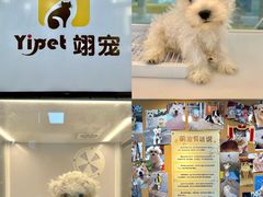 -翊宠yipet猫狗购宠庄园