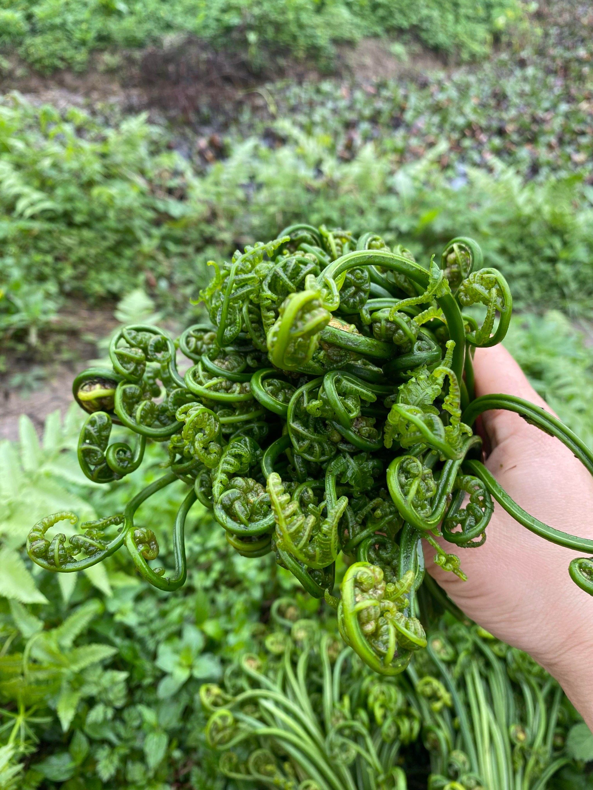水蕨菜吃了会致癌?那我岂不起摊上事