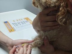 -伟伟宠物医院·CT影像中心·瑞派犬猫综合性门诊(汉口总院)
