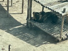 -青藏高原野生动物园