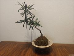 -九福楼大酒店