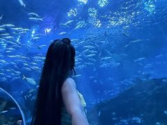 -海合安成都极地海洋公园