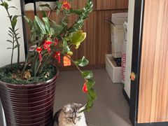 -御宝贝·A梦猫科宠物医院(国际猫友好医院)
