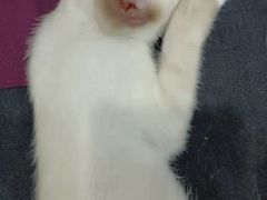 -佳怡动物医院·平价24小时·猫专科骨外科