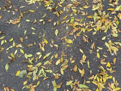 -比格比萨自助(万柳华联店)