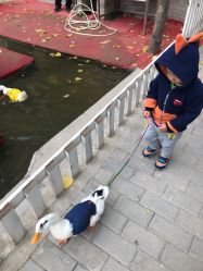 -上美四季动物农场