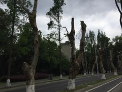 -四川大学(望江校区)
