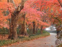 -上海共青森林公园