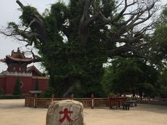 -大槐树寻根祭祖园